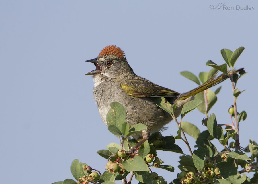 Juvenile Green Tailed Towhee Feathered Photography