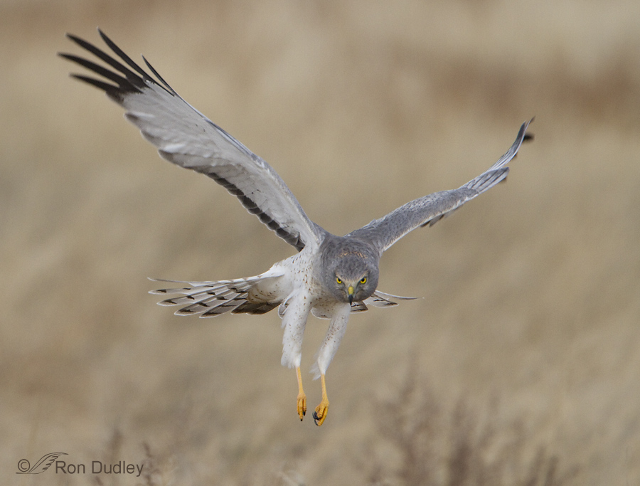 Male Northern Harrier In Flight Feathered Photography