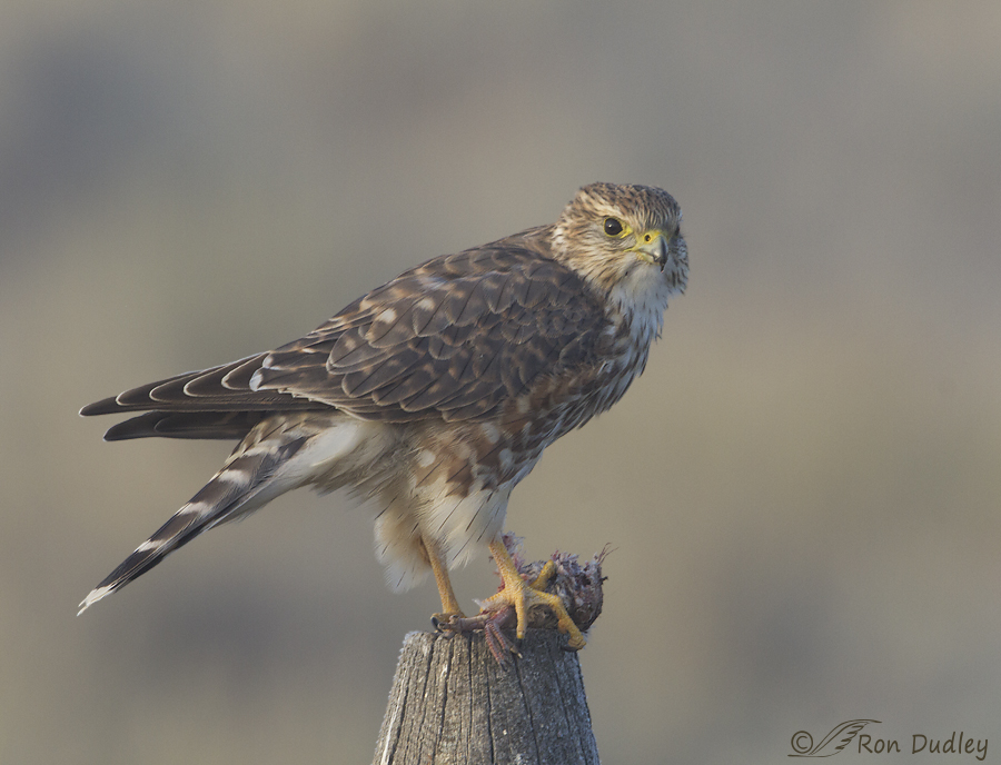 Montana Merlin In The Fog « Feathered Photography
