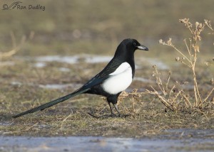 magpies utah