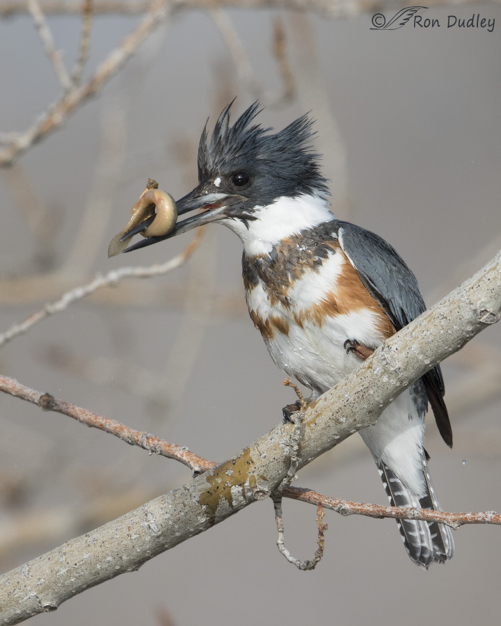 Belted Kingfisher With A Fish (plus an interesting foot adaptation) « Feathered Photography