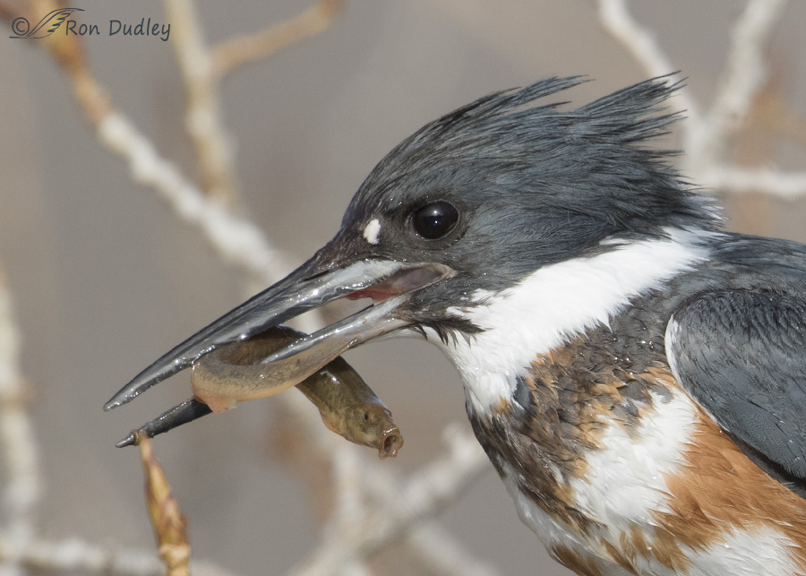 Belted Kingfisher Stunning, Tossing And Swallowing Prey « Feathered Photography