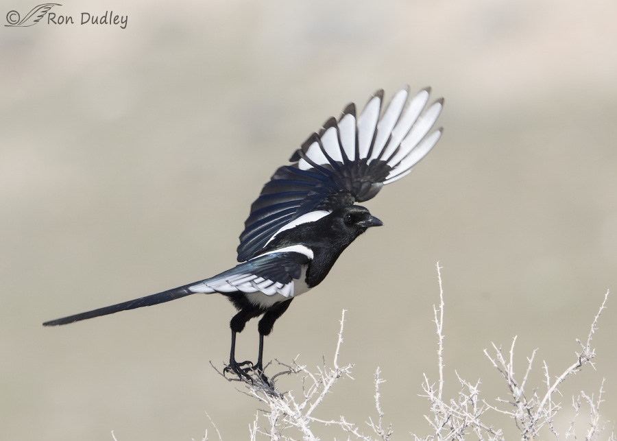 Black Billed Magpies At Their Nest Feathered Photography