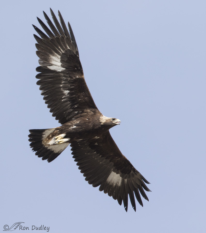Golden Eagle In Overhead Flight « Feathered Photography
