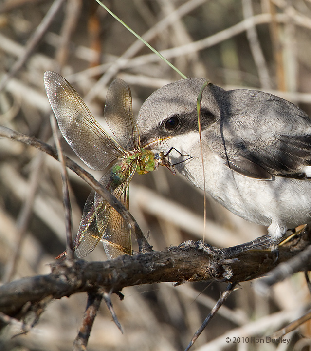 Shrikes: Meet the Bird That Impales Prey on Spikes