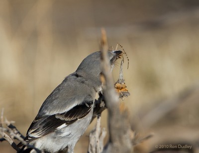 Loggerhead Shrike Impaling Prey, revisited – Feathered Photography