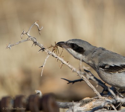 Loggerhead Shrike Impaling Prey, revisited – Feathered Photography