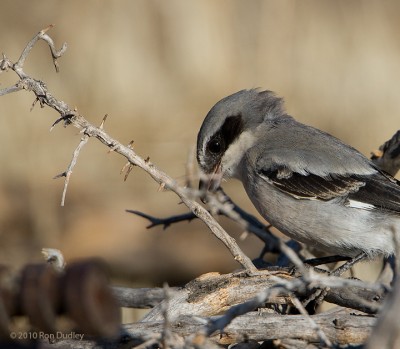 Loggerhead Shrike Impaling Prey, revisited – Feathered Photography