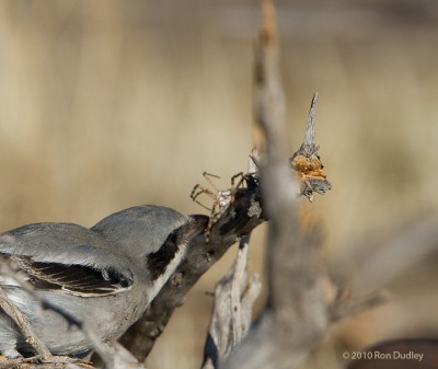 Loggerhead Shrike Impaling Prey, revisited – Feathered Photography