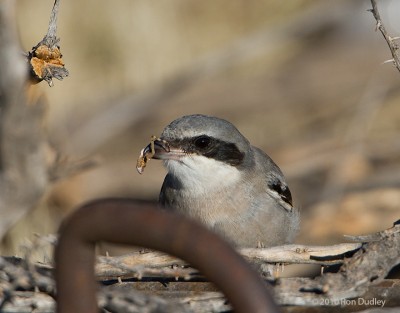 Loggerhead Shrike Impaling Prey, revisited – Feathered Photography
