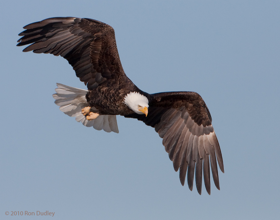 Adult Bald Eagle in flight Feathered Photography