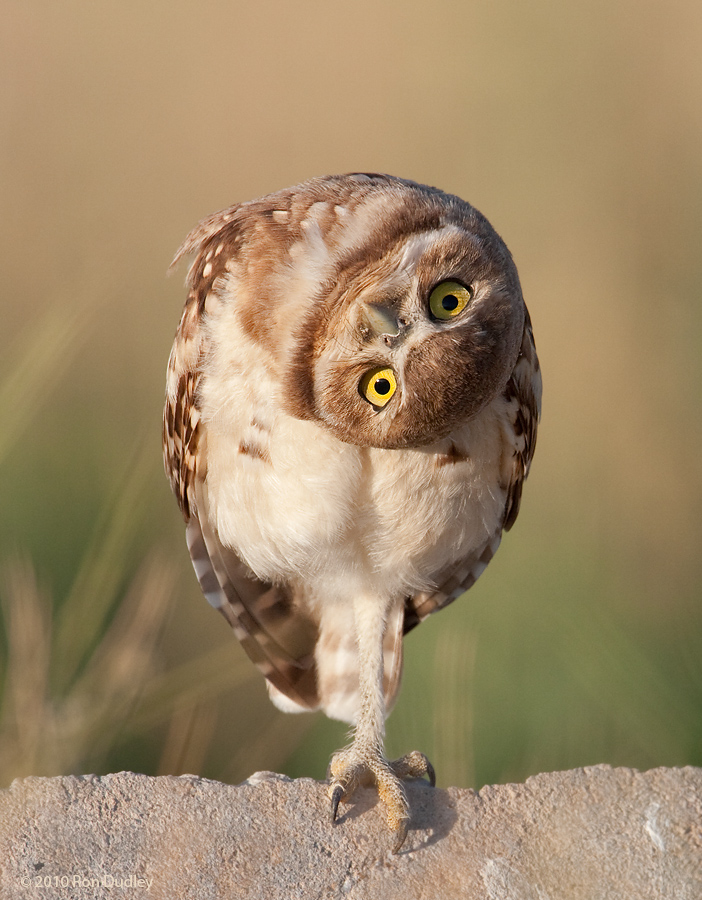 Topsy turvy owl