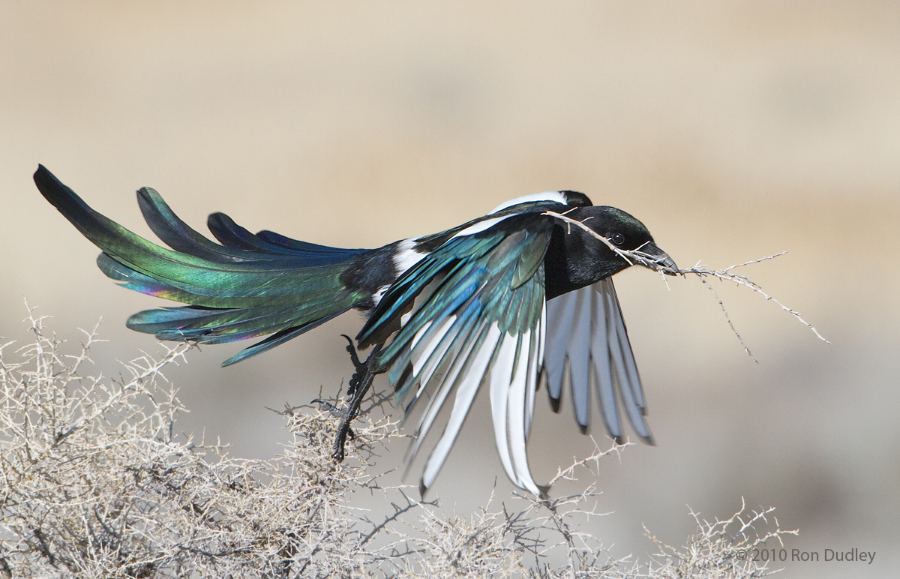 Magpie with twigs