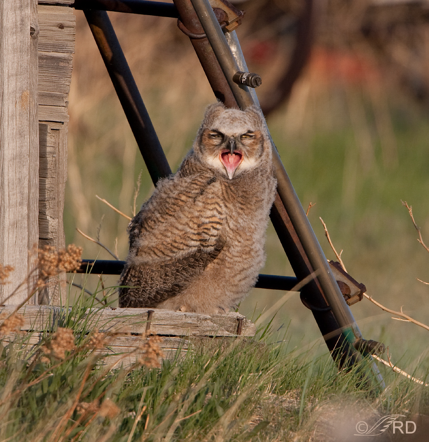 Yawning Great Horned Owl fledgling