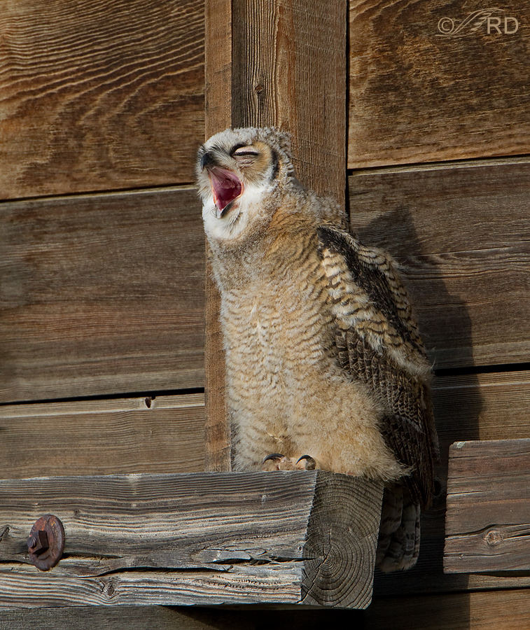 Great Horned Owl juvenile, yawning