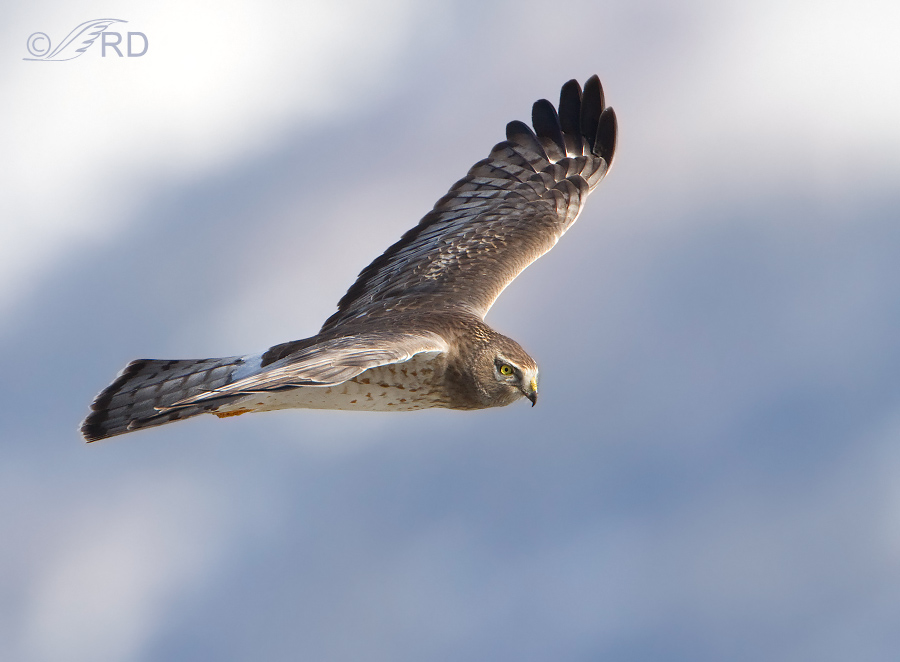Northern Harrier adult male