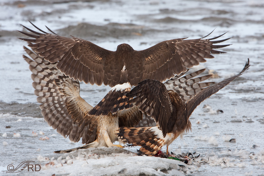 Three harriers in the mix