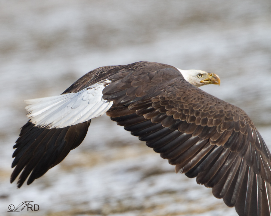 Bald Eagle With Fish Hook Feathered Photography