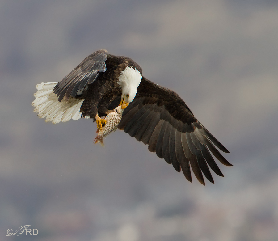 Eating carp in flight