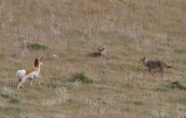 Pronghorn/coyote confrontation 2642