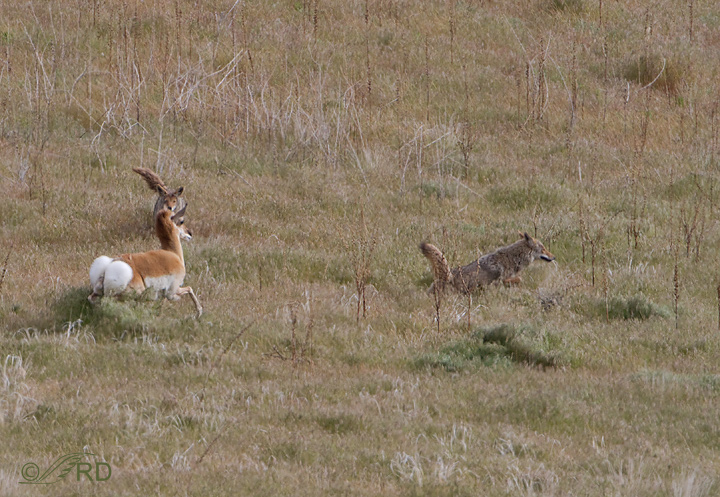 Pronghorn/coyote confrontation 2644