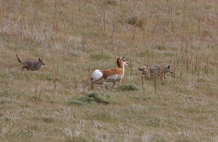 Pronghorn/coyote confrontation 2647