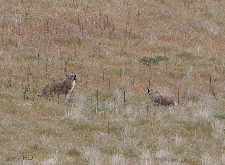 Coyote/pronghorn confrontation 2667