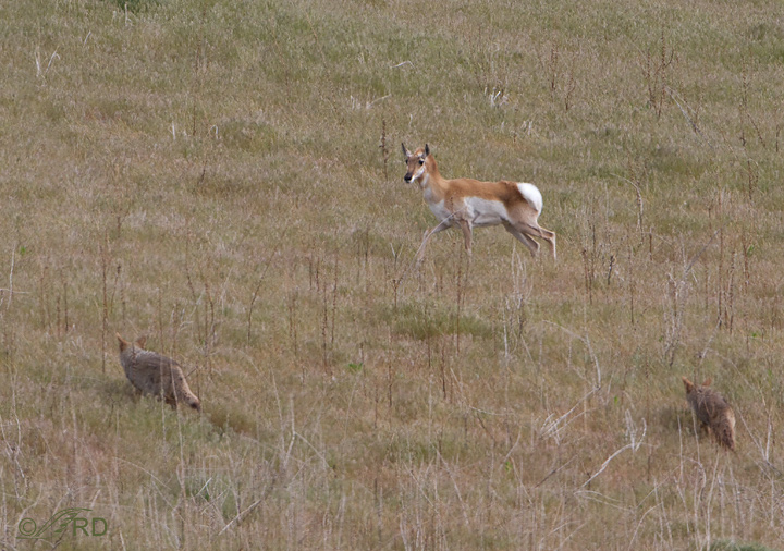 Pronghorn/coyote confrontation 2674