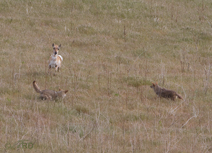 Pronghorn/coyote confrontation 2678