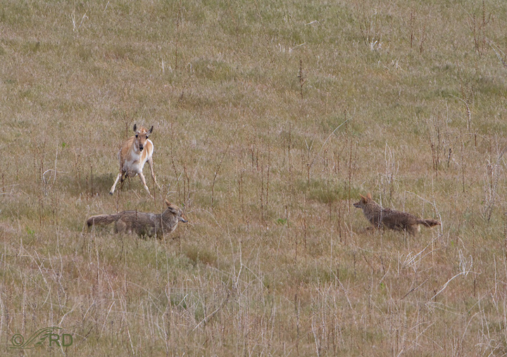 Pronghorn/coyote confrontation 2679