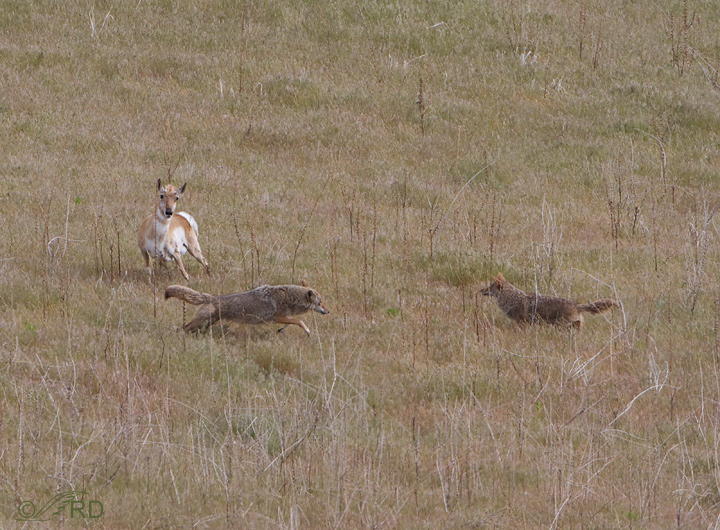 Pronghorn/coyote confrontation 2680