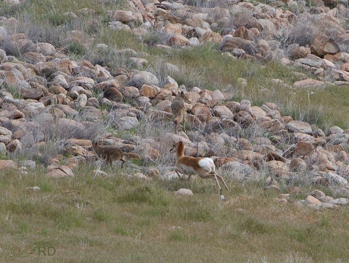 Pronghorn/coyote confrontation 2692