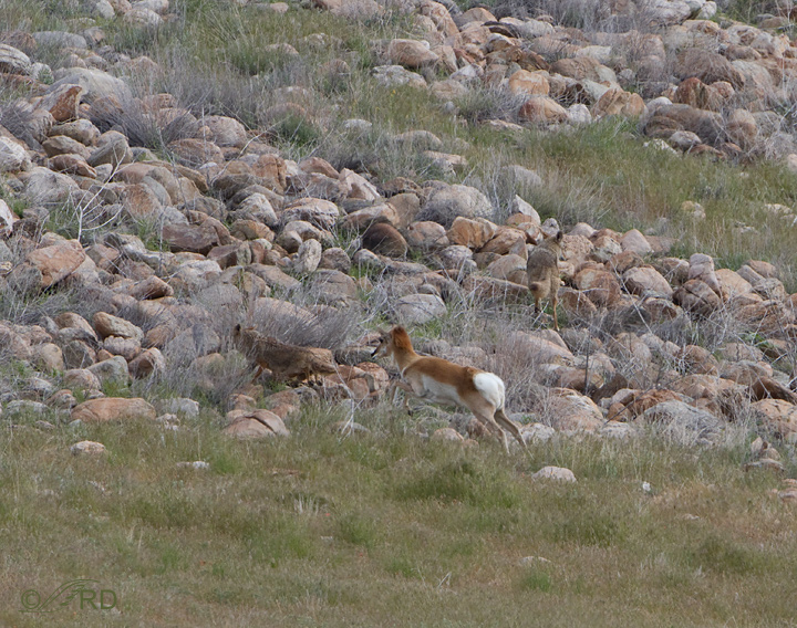 Pronghorn/coyote confrontation 2694