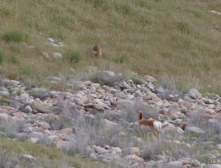 Pronghorn/coyote confrontation 2702