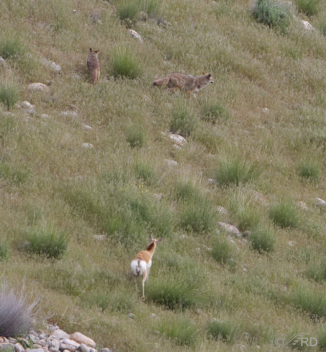 Pronghorn/coyote confrontation 2703
