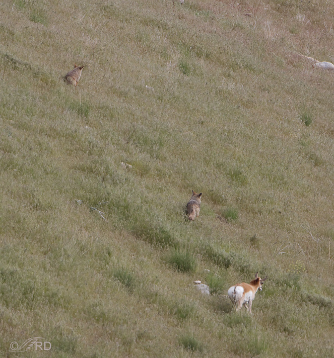 Pronghorn/coyote confrontation 2706