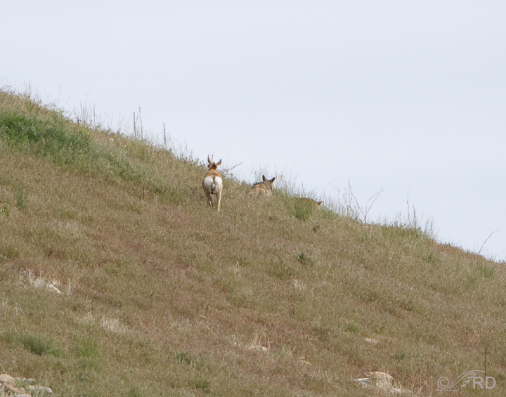 Pronghorn/coyote confrontation 2708