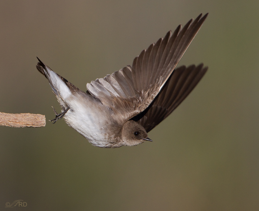 northern-rough-winged-swallow-1265