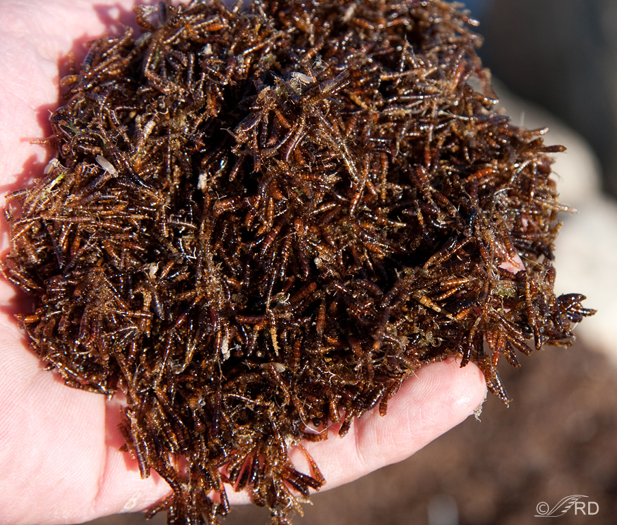 Brine Fly Feeding Frenzy at the Great Salt Lake – Feathered Photography
