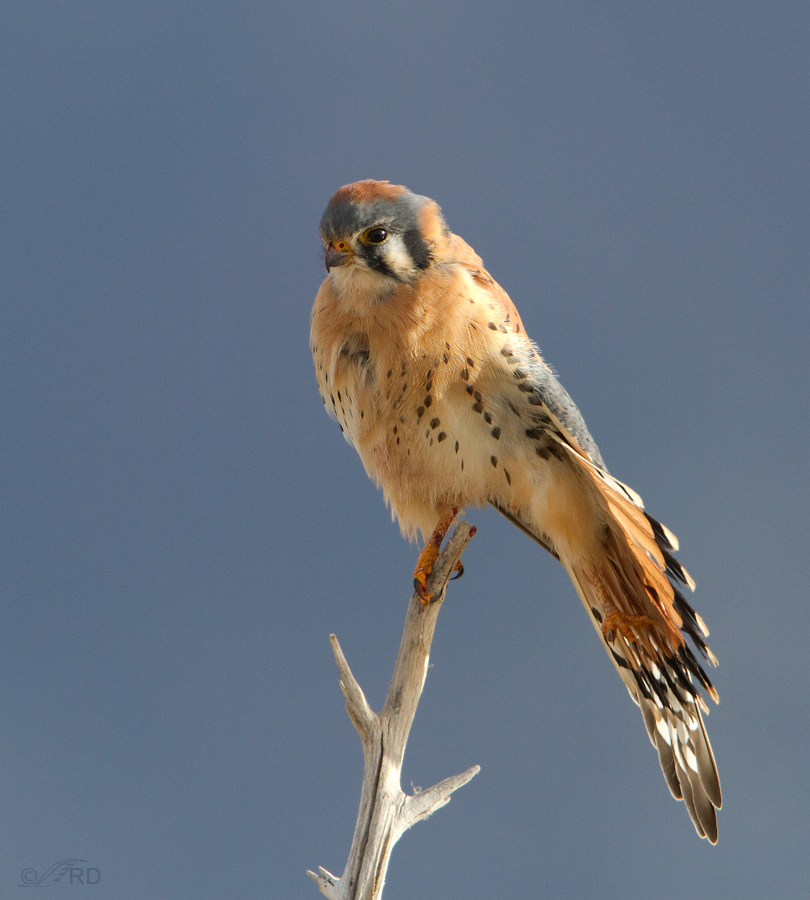 American Kestrel, Preening and Stretching – Feathered Photography