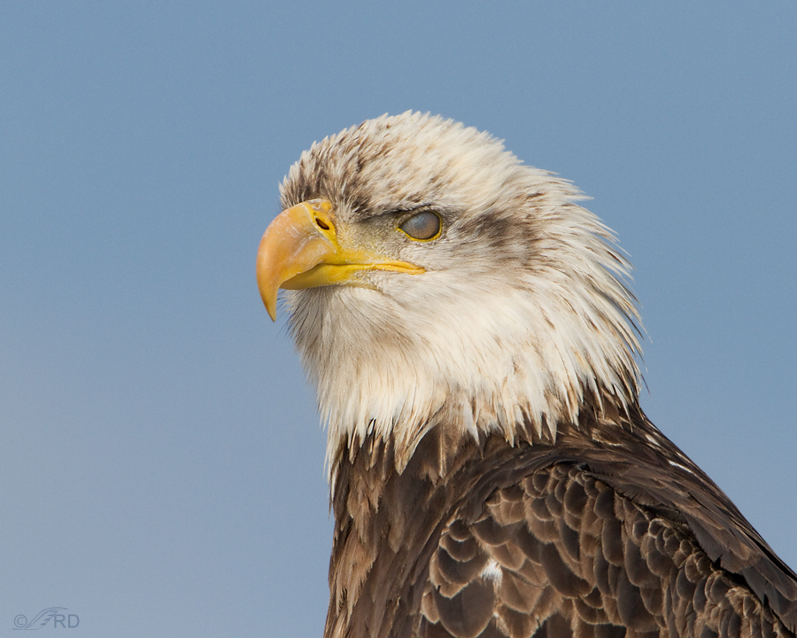 Bald Eagle Nictitating Membrane – Feathered Photography