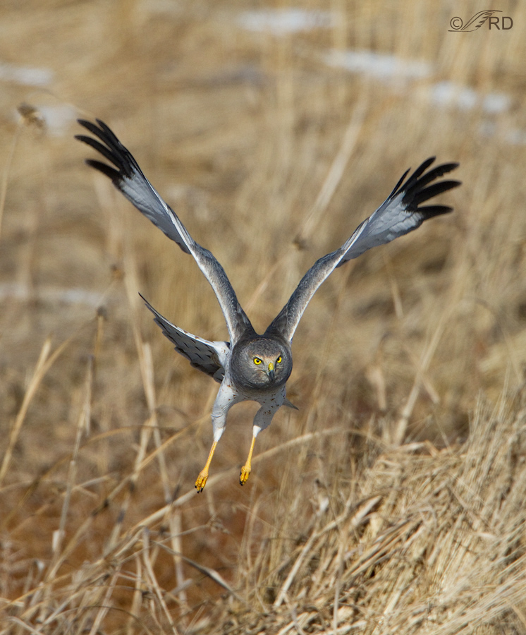 northern-harrier-0989