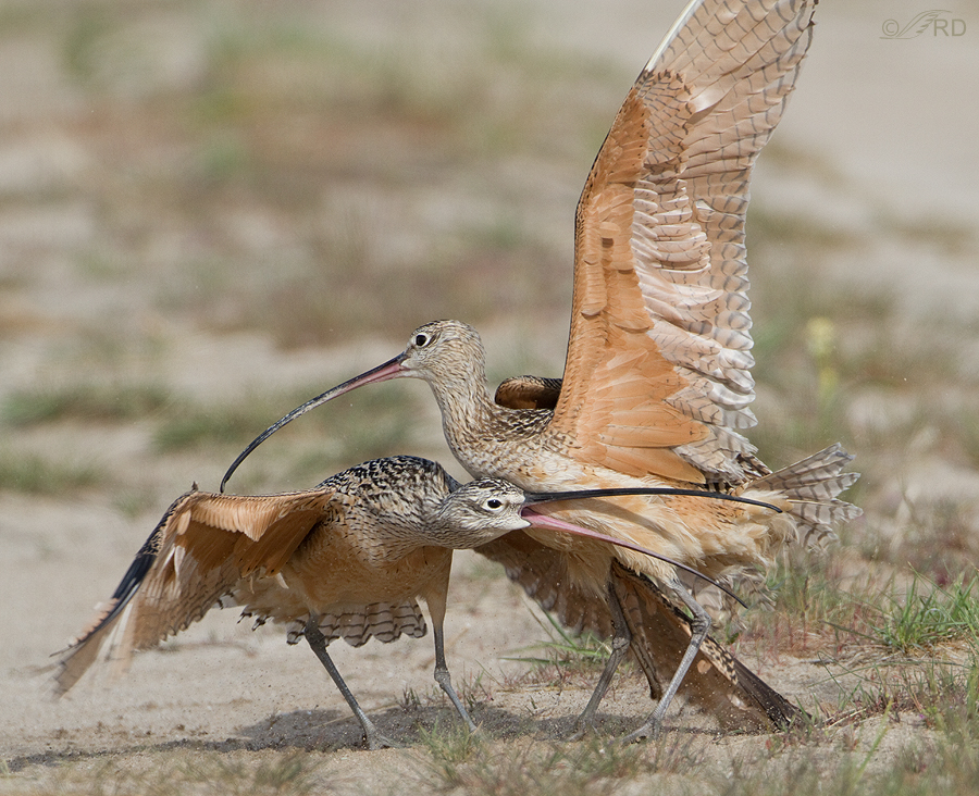 long-billed-curlew-1525