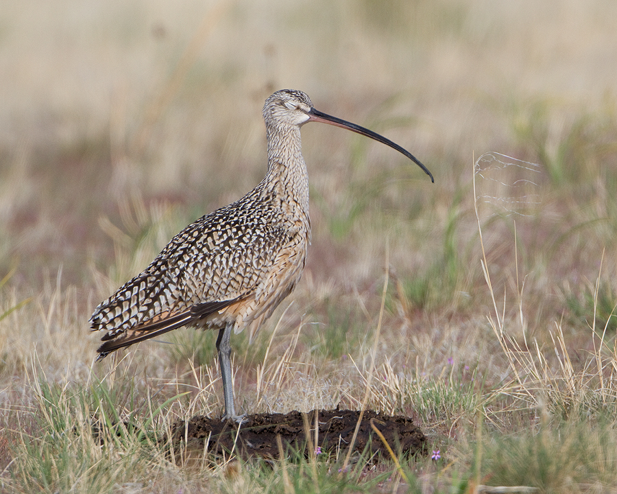 long-billed-curlew-1597