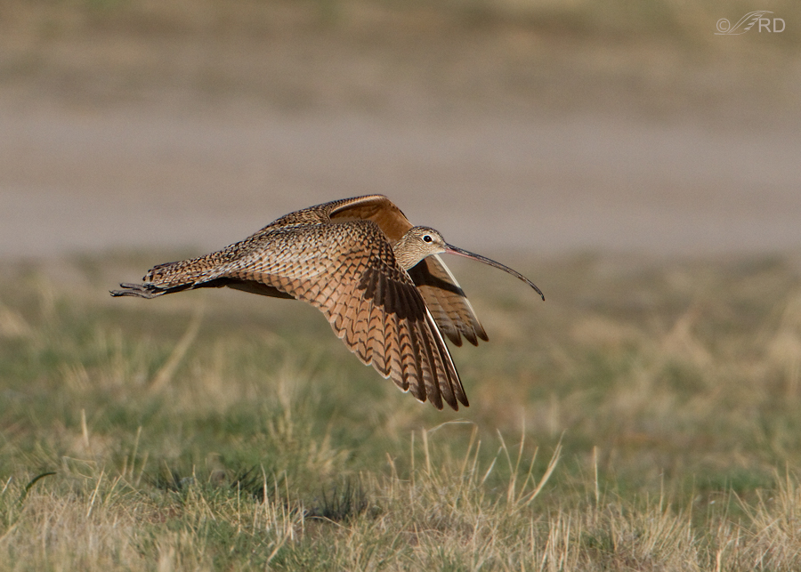 long-billed-curlew-9579