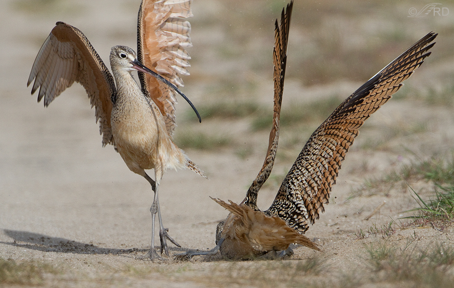 long-billed-curlews-1511