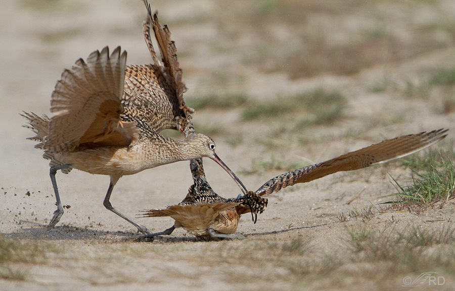 long-billed-curlews-1513