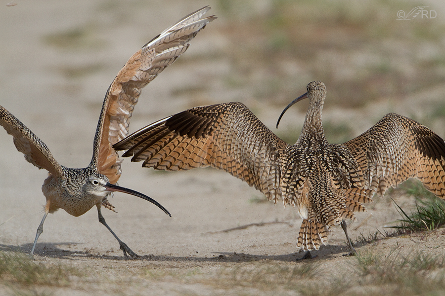 long-billed-curlews-1518