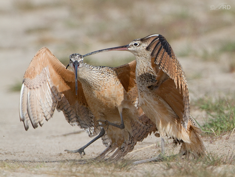 long-billed-curlews-1528