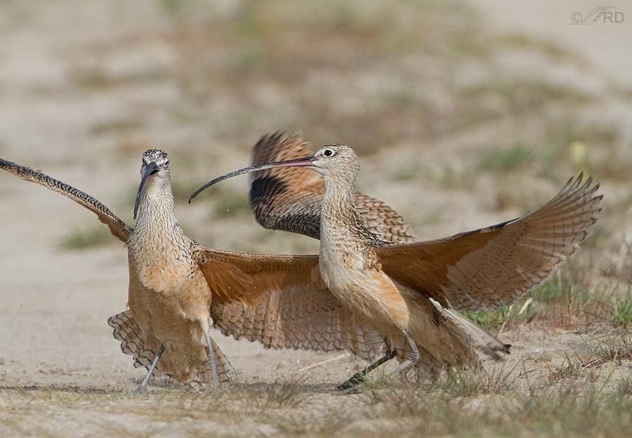 long-billed-curlews-1529